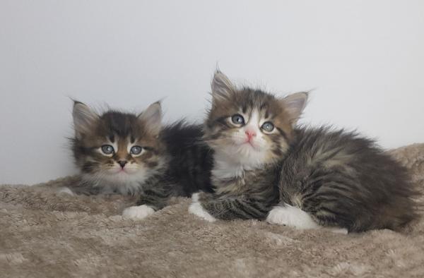 Adorable Siberian Kittens 